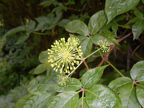 Siberian ginseng: Kolcosił szczeciniasty ( Acanthopanax senticosus ), Arboretum w Rogowie.