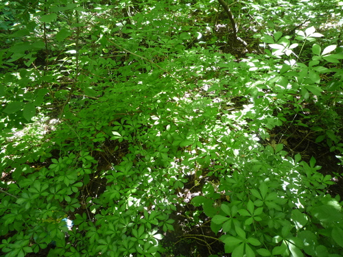 Siberian ginseng (Eleutherococcus senticosus)
