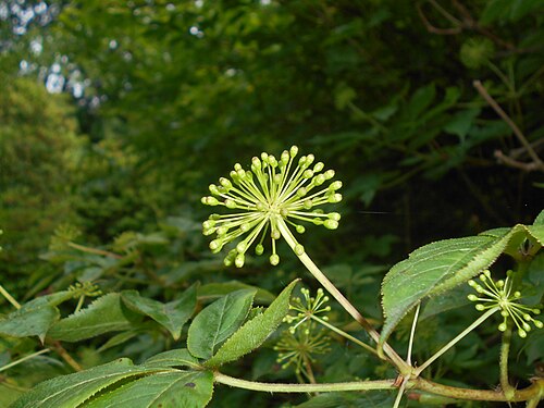Siberian ginseng: Kolcosił szczeciniasty ( Acanthopanax senticosus ), Arboretum w Rogowie.