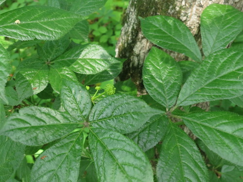Siberian ginseng (Eleutherococcus senticosus)