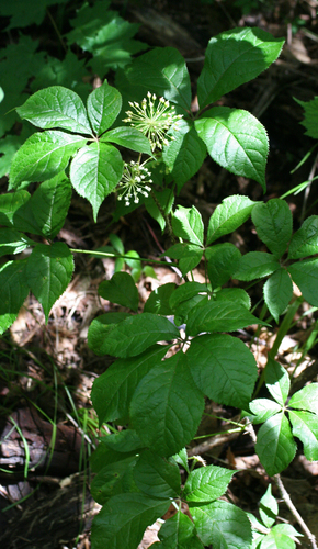 Siberian ginseng (Eleutherococcus senticosus)