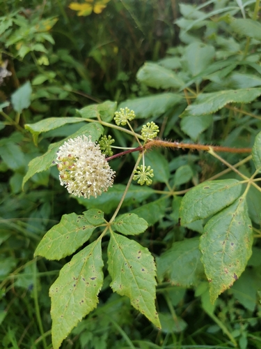 Siberian ginseng (Eleutherococcus senticosus)