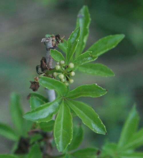 Fiveleaf aralia: Eleutherococcus sieboldanus, flowers