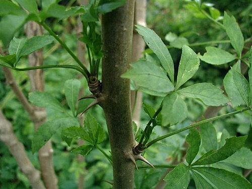 Fiveleaf aralia: Species Eleutherococcus sieboldianus Familia Araliaceae]] Thorns and leaves. Photo: Sten Porse