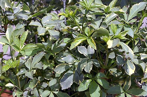 Fiveleaf aralia: Location taken: the United States National Arboretum, Washington D.C.. Names: Acanthopanax sieboldianus Makino 'Variegatus', Five-fingered Arali Classification: