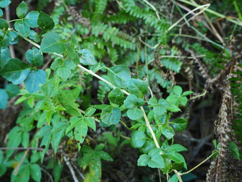 Eleutherococcus trifoliatus (Eleutherococcus trifoliatus)
