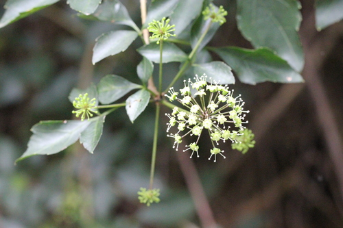 Eleutherococcus trifoliatus (Eleutherococcus trifoliatus)