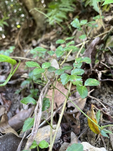 Eleutherococcus trifoliatus (Eleutherococcus trifoliatus)