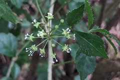 Eleutherococcus trifoliatus (Eleutherococcus trifoliatus)