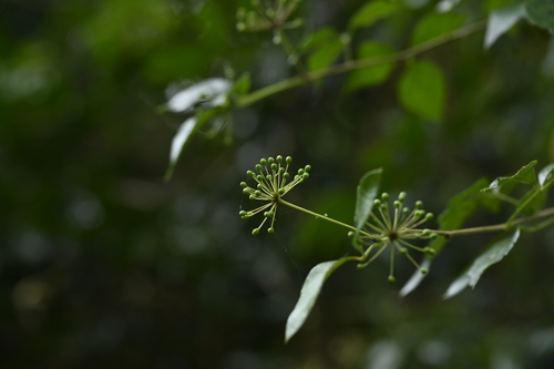 Eleutherococcus trifoliatus (Eleutherococcus trifoliatus)