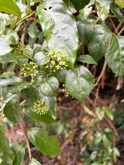 Eleutherococcus trifoliatus (Eleutherococcus trifoliatus)