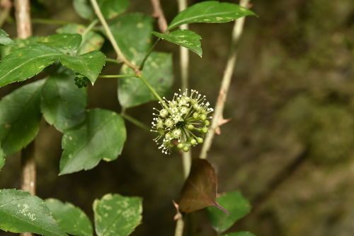 Eleutherococcus trifoliatus (Eleutherococcus trifoliatus)