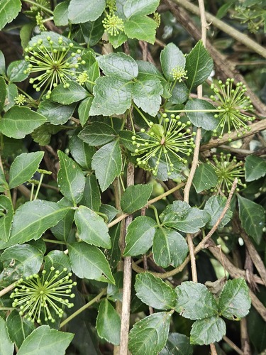 Eleutherococcus trifoliatus (Eleutherococcus trifoliatus)