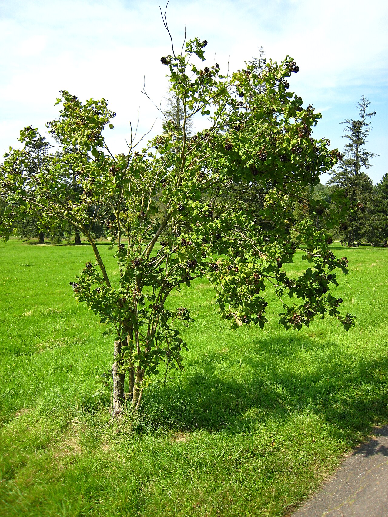 Eleutherococcus wardii: Acanthopanax wardii in the Arboretum de Chèvreloup in Rocquencourt