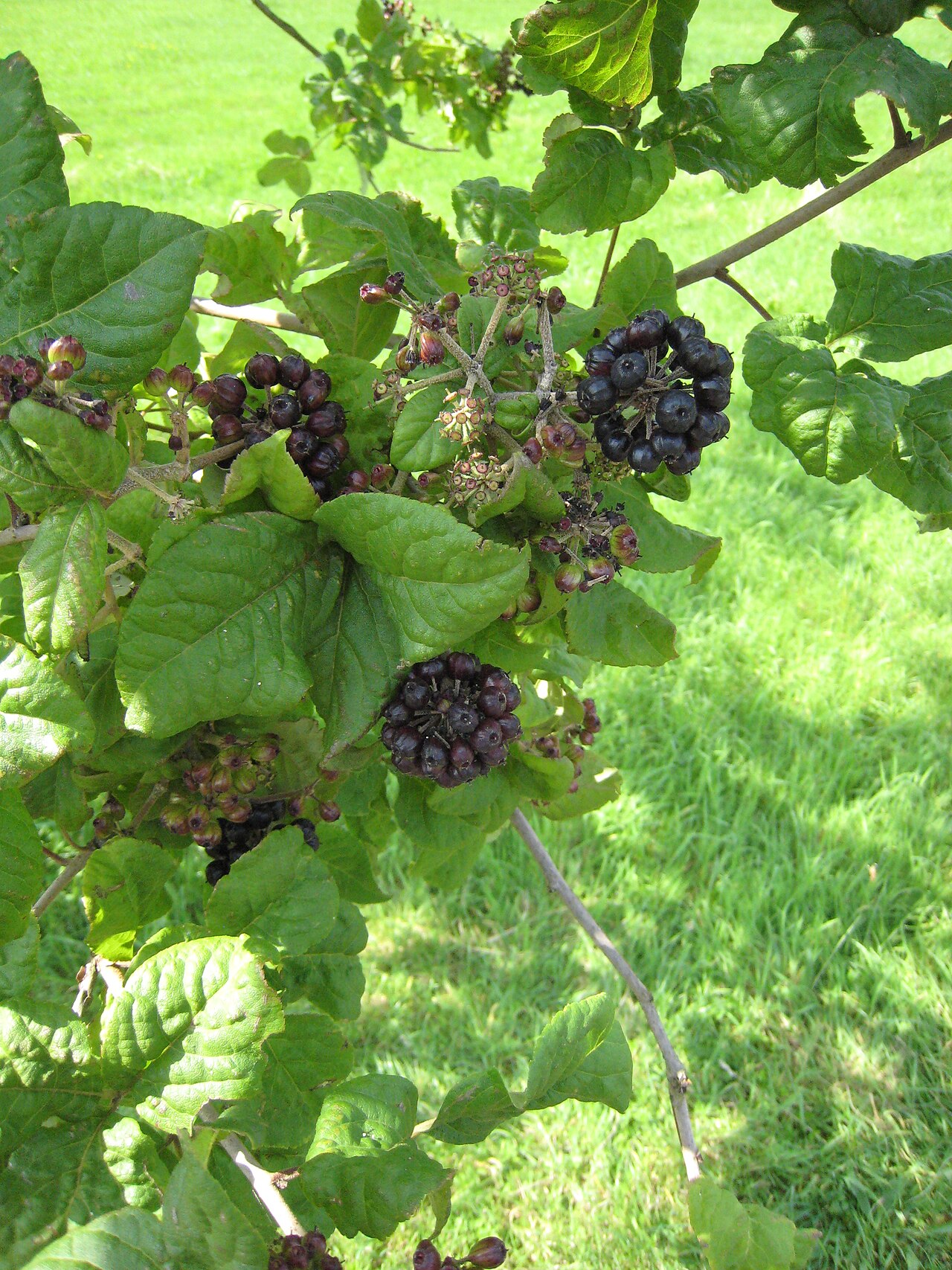 Eleutherococcus wardii: Acanthopanax wardii foliage and fruit in the Arboretum de Chèvreloup in Rocquencourt