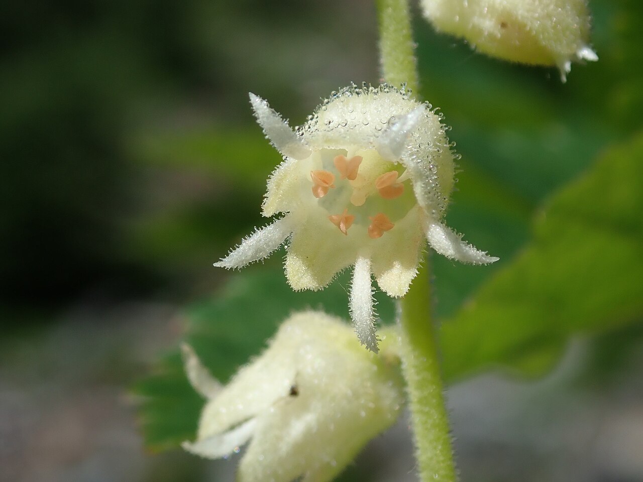 Yellow coralbells: Elmera