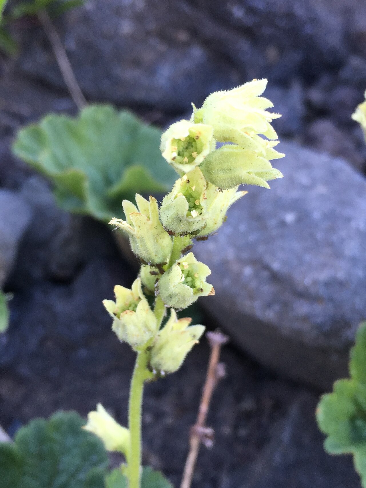 Yellow coralbells: Elmera