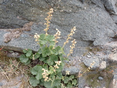 Yellow coralbells (Elmera racemosa)