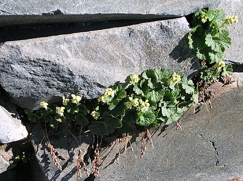 Yellow coralbells: Elmera racemosa Dicot Saxifragaceae Elmera fuzzy elmera, yellow coralbells Thanks to edgeplot for help in the ID Mount Rainier, trail from Sunrise to Frozen Lak