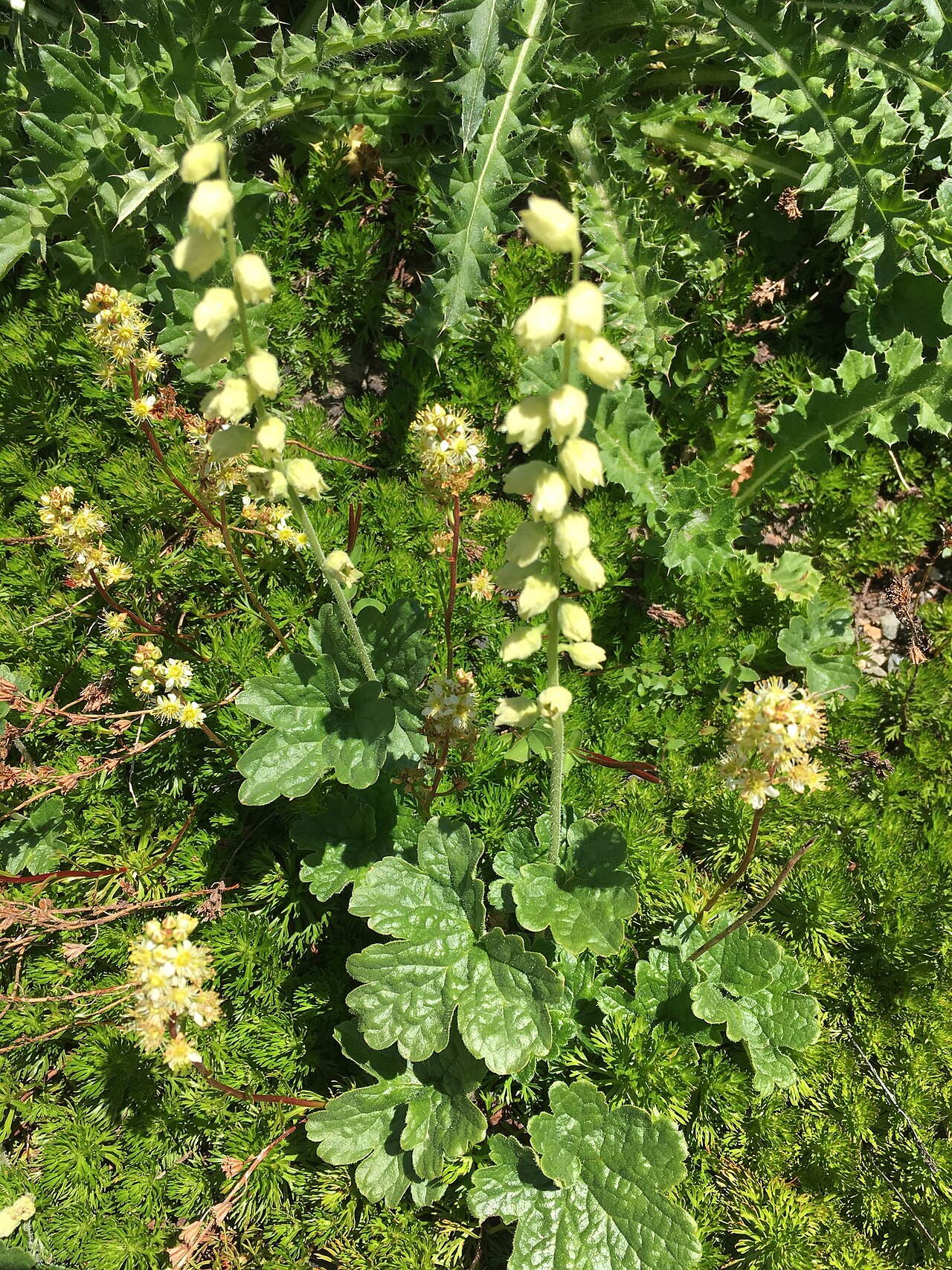 Yellow coralbells: Elmera