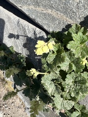 Yellow coralbells (Elmera racemosa)