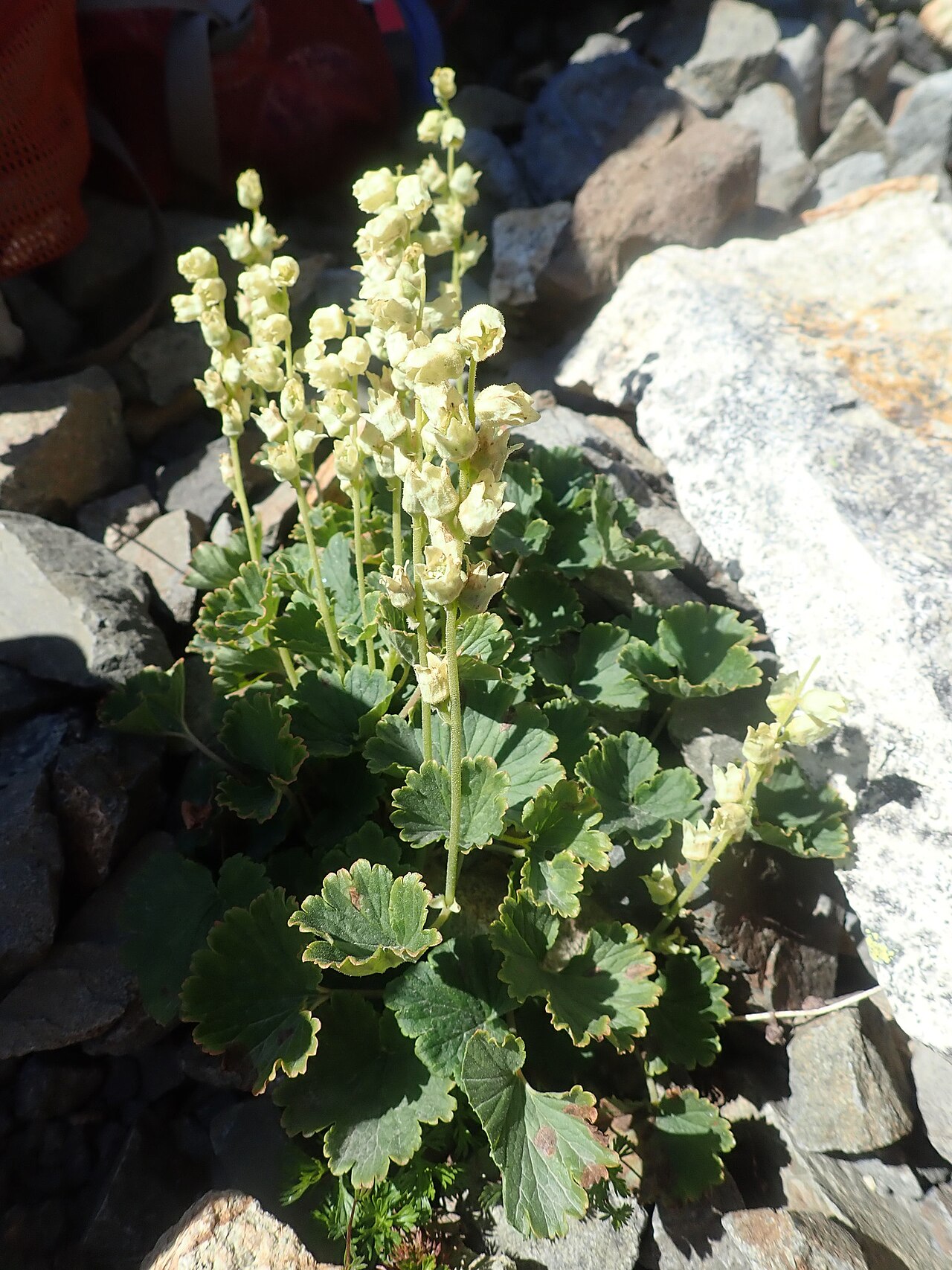 Yellow coralbells: Elmera