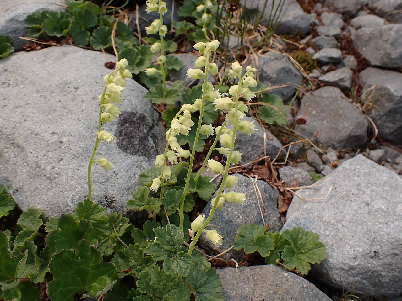 Yellow coralbells: Elmera