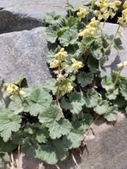 Yellow coralbells (Elmera racemosa)
