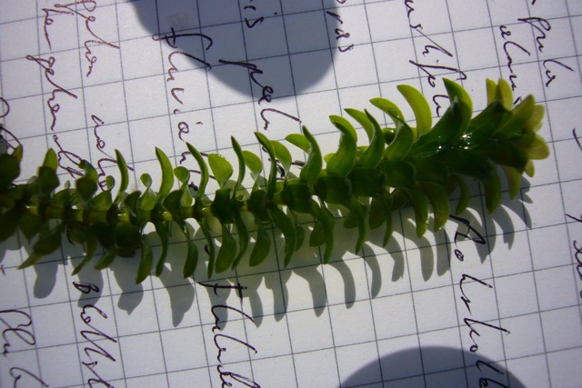 Canadian pondweed: Elodea canadensis