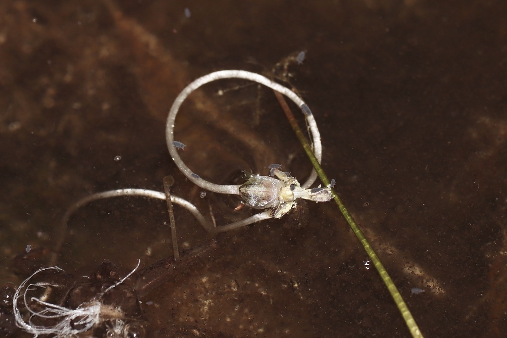Canadian pondweed (Elodea canadensis)