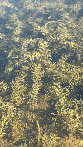 Canadian pondweed (Elodea canadensis)