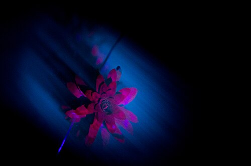 Canadian pondweed: Branch of Elodea canadensis in water, illuminated with 405 nm light. Bright purple color originates from chlorophyll fluorescence.
