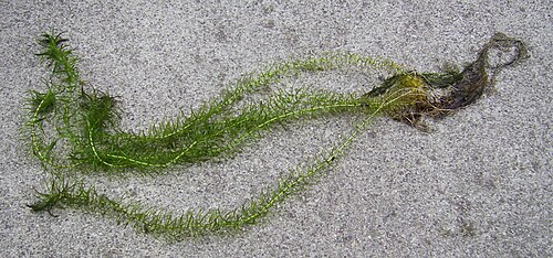 Canadian pondweed: Elodea canadensis