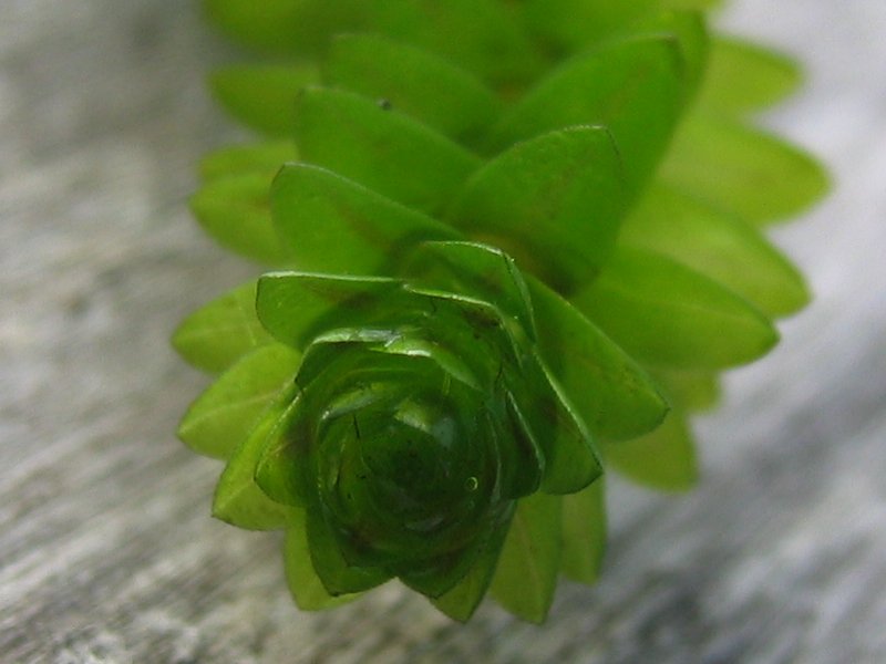 Canadian pondweed: Dekussive Blattstellung bei der Kanadischen Wasserpest