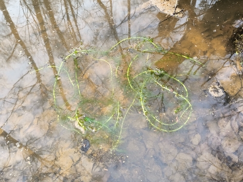 Canadian pondweed (Elodea canadensis)