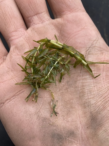 Canadian pondweed (Elodea canadensis)