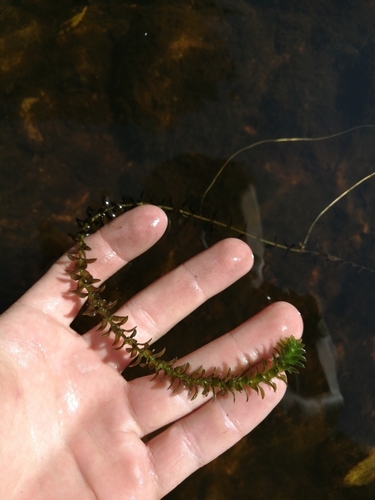 Canadian pondweed (Elodea canadensis)
