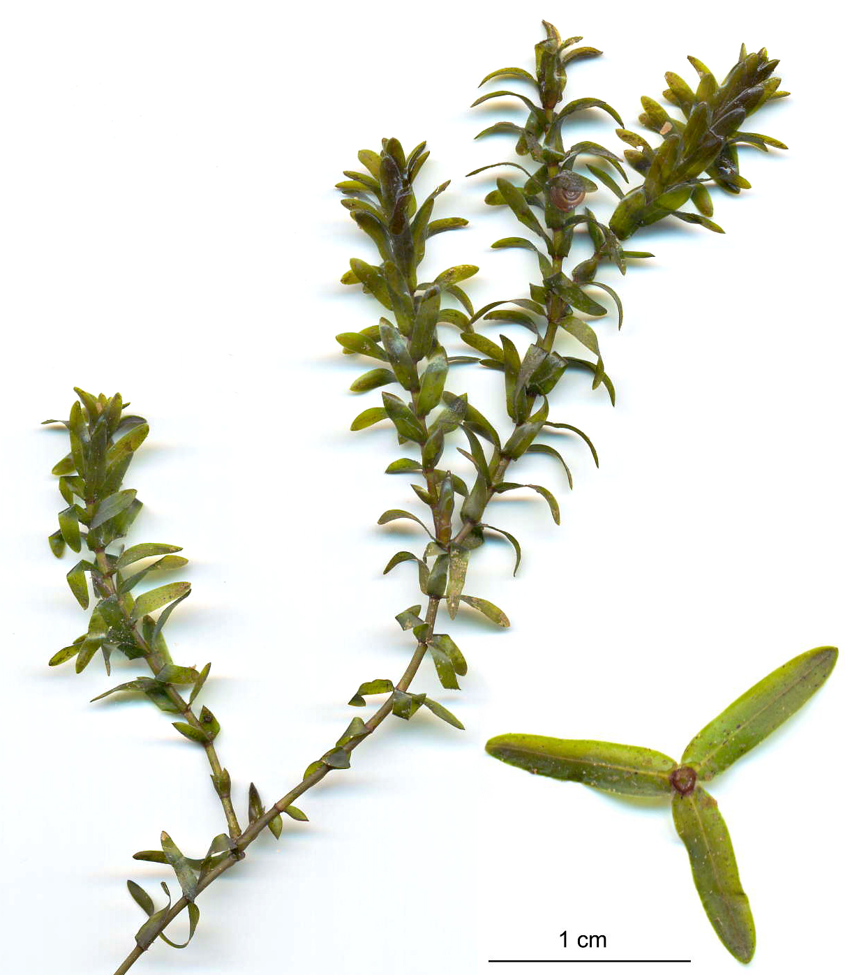 Canadian pondweed: Canadian Waterweed , Elodea canadensis (with enlarged cross section of a single whorl). In this instance, the leaves are relatively long and narrow (four times