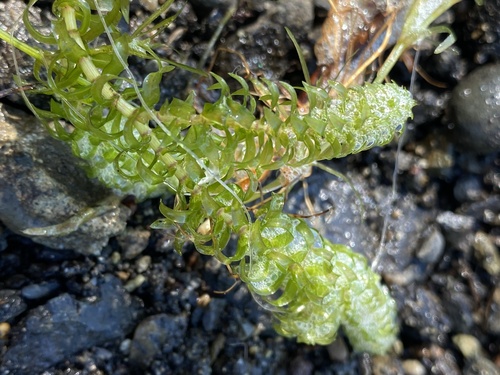 Canadian pondweed (Elodea canadensis)