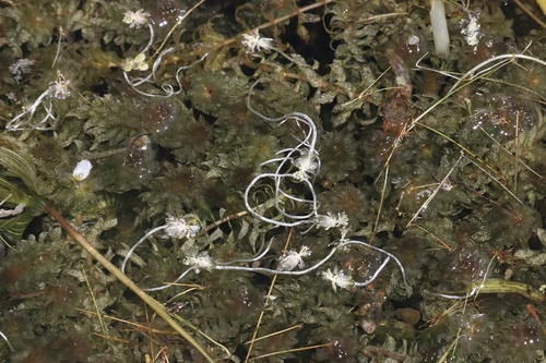 Canadian pondweed (Elodea canadensis)