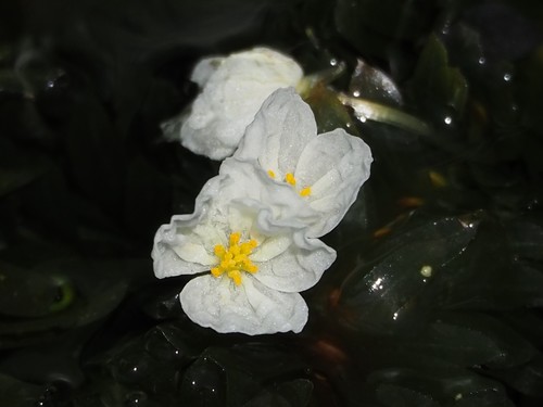 Brazilian elodea