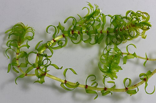 Western waterweed: Parts of the Western Waterweed ( Elodea nuttallii ). Note the highly curved, twisted and pointed leaves.