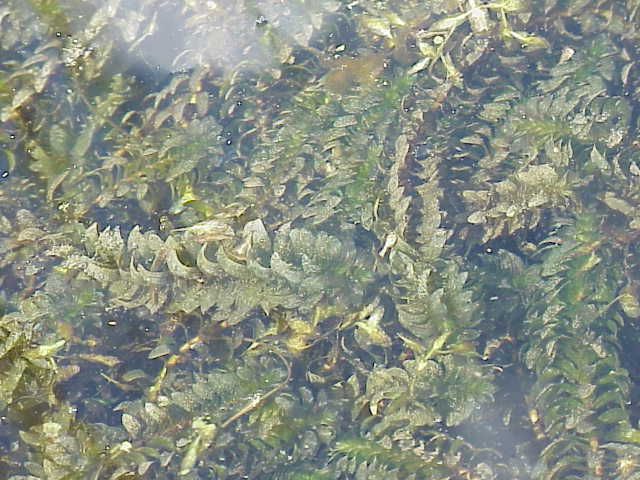 Western waterweed: Species : Elodea nuttalii Family : Hydrocharitaceae Image No. 1