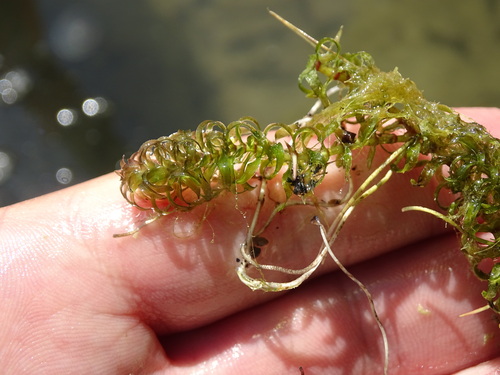 Western waterweed (Elodea nuttallii)