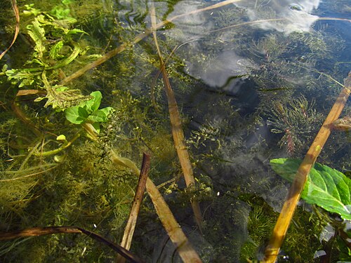 Western waterweed: vodena kuga