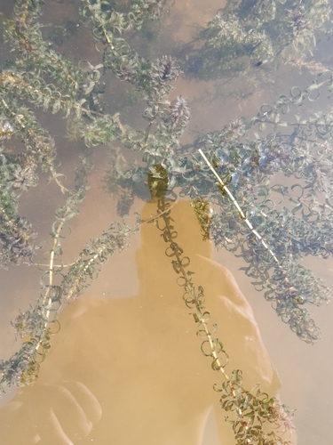 Western waterweed (Elodea nuttallii)