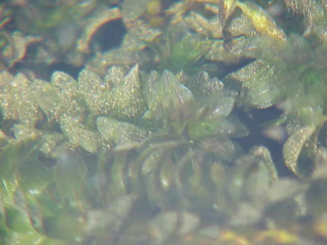 Western waterweed: Species : Elodea nuttalii Family : Hydrocharitaceae Image No. 2