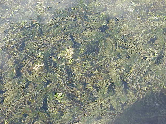 Western waterweed: Species : Elodea nuttalii Family : Hydrocharitaceae Image No. 3