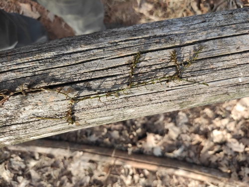 Western waterweed (Elodea nuttallii)