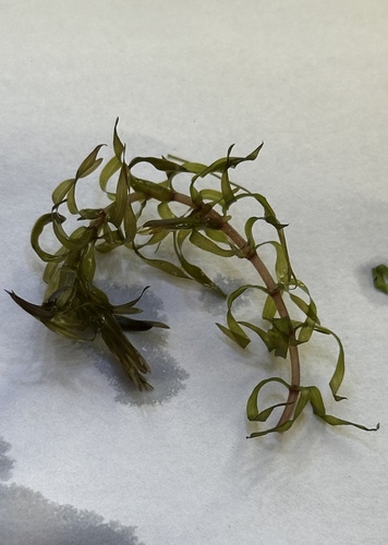 Western waterweed (Elodea nuttallii)